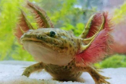 axolotl régénération membres