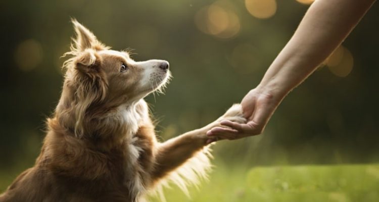 Les chiens comprennent-ils de façon innée les gestes humains ? Chiens-gestes-750x400