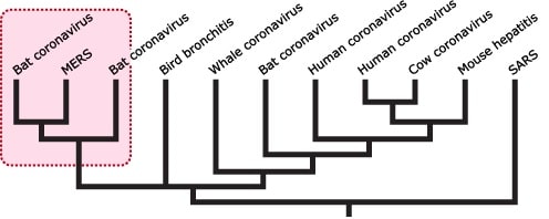 coronavirus origine