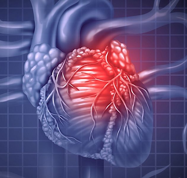 muscles cardiaques cultives laboratoire transplantes premiere fois