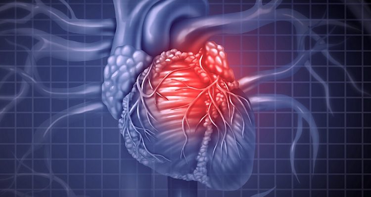 muscles cardiaques cultives laboratoire transplantes premiere fois