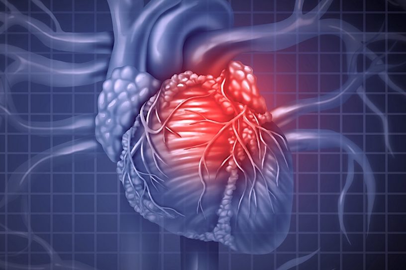 muscles cardiaques cultives laboratoire transplantes premiere fois