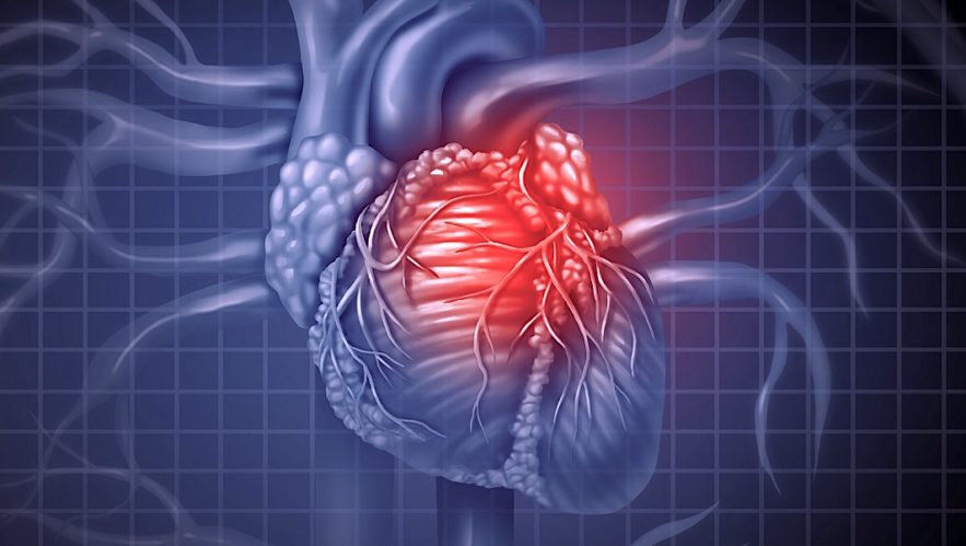 muscles cardiaques cultives laboratoire transplantes premiere fois
