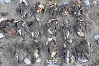 oiseau mort deces masse massif rechauffement changement climatique climat