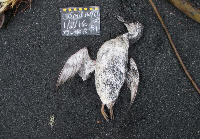 oiseau mort deces masse massif rechauffement changement climatique climat