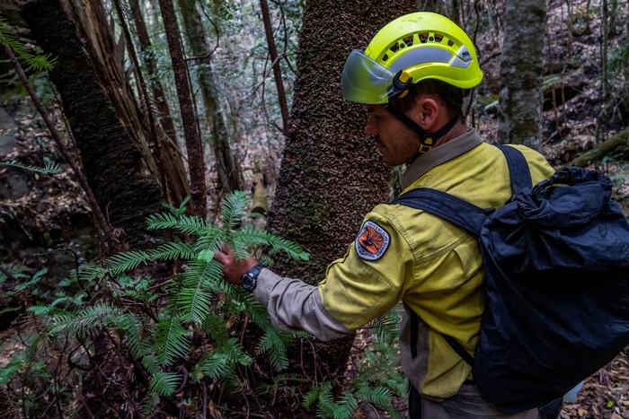 australie feu brousse foret incendie arbres prehistoriques pins wollemi