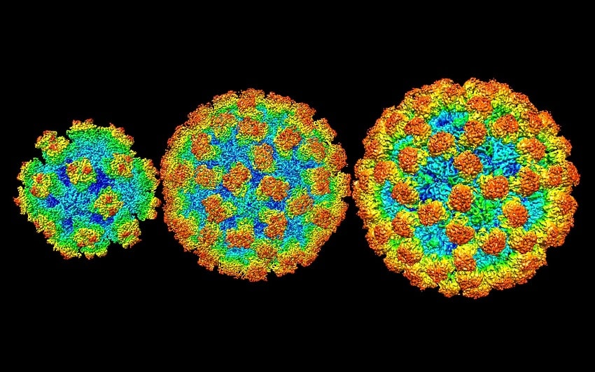 structure norovirus
