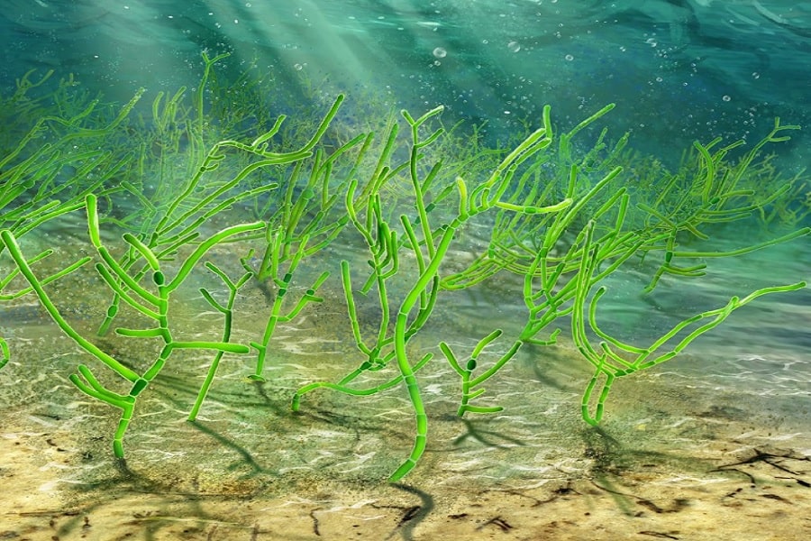 Qu'est-ce que les algues vertes ? 