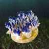 cassiopea andromeda xamachana lance mucus urticant
