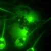 parasite survie sans oxygene henneguya salminicola