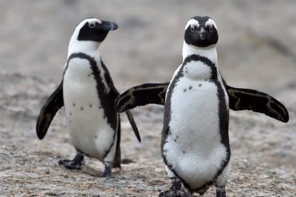 pingouins linguistique