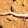proteus anguinus salamandre paresseuse decouverte specimen immobile 7 ans