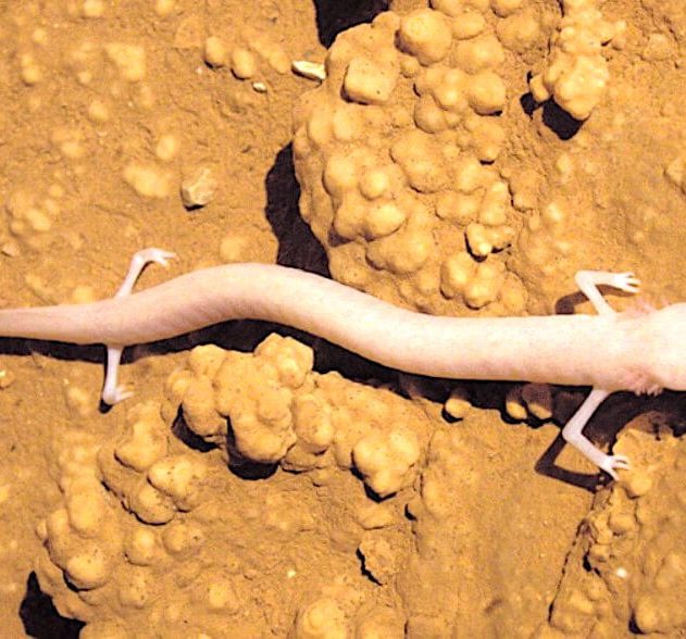 proteus anguinus salamandre paresseuse decouverte specimen immobile 7 ans