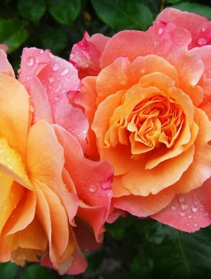 rose fleur