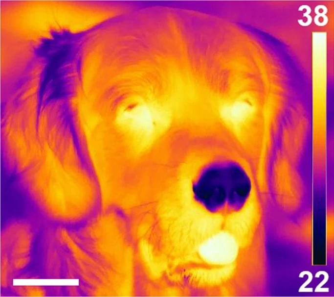thermographe chien
