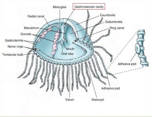 anatomie meduse