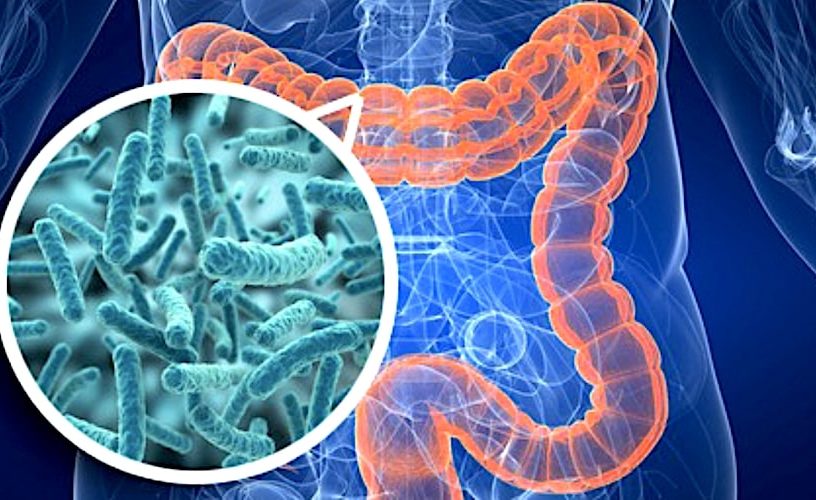 bacteries intestinales retrouvees organes personnes obeses
