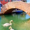 cygnes venise eau propre