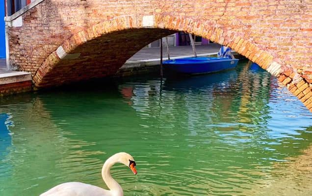 cygnes venise eau propre