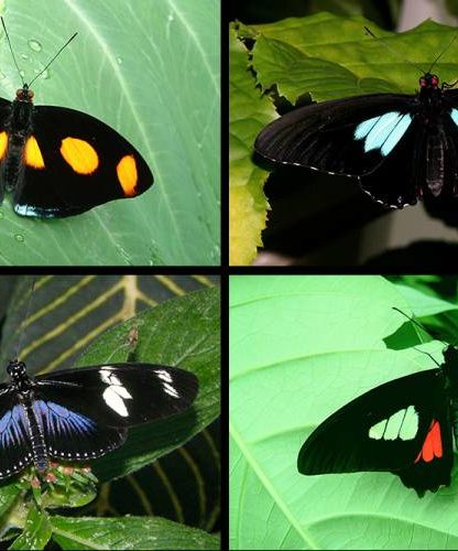 espèces papillons ailes noir absolu