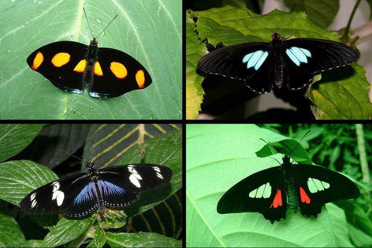 espèces papillons ailes noir absolu