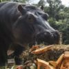 hippopotame colombie pablo escobar