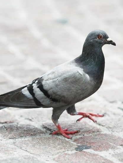pigeon tete