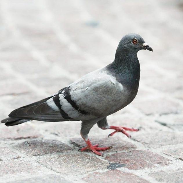 pigeon tete