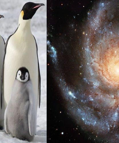 pingouins galaxies