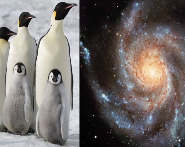 pingouins galaxies