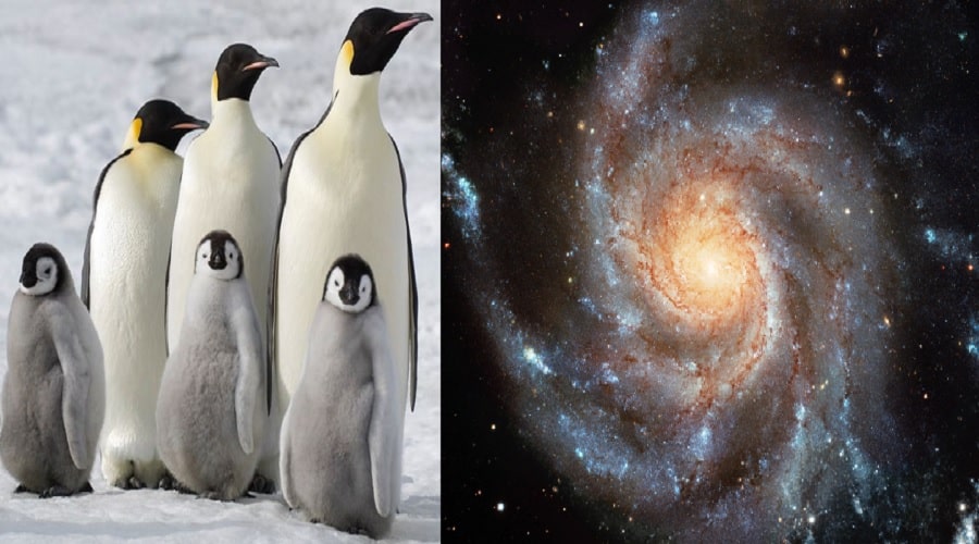 pingouins galaxies