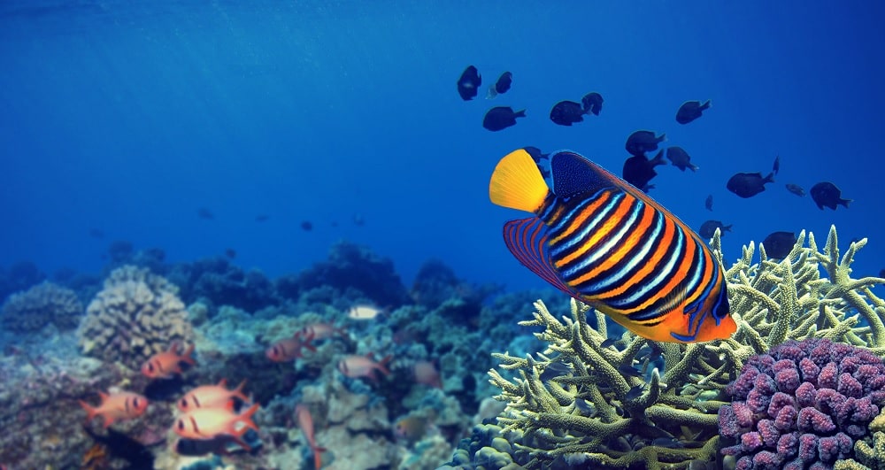 Comment les animaux marins parviennent-ils à respirer sous l'eau ?