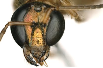 abeille gynandromorphe
