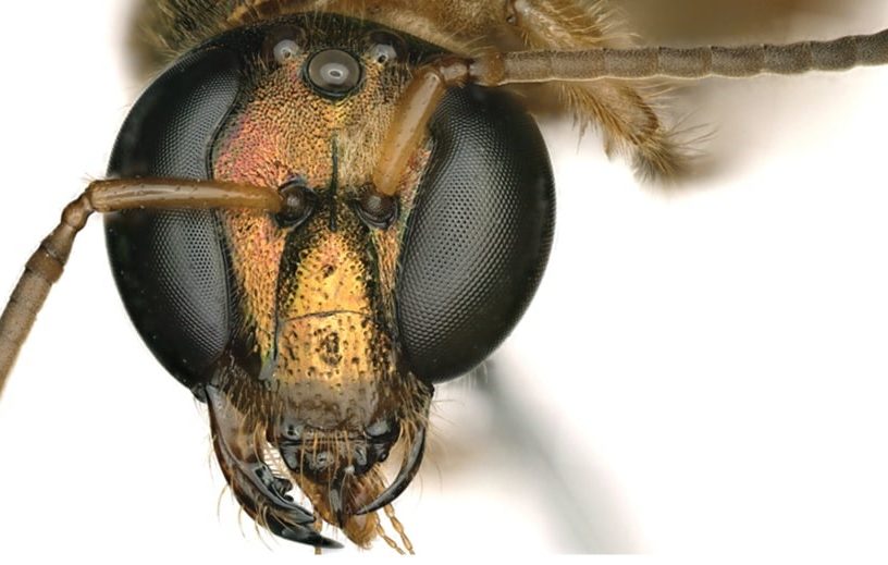 abeille gynandromorphe