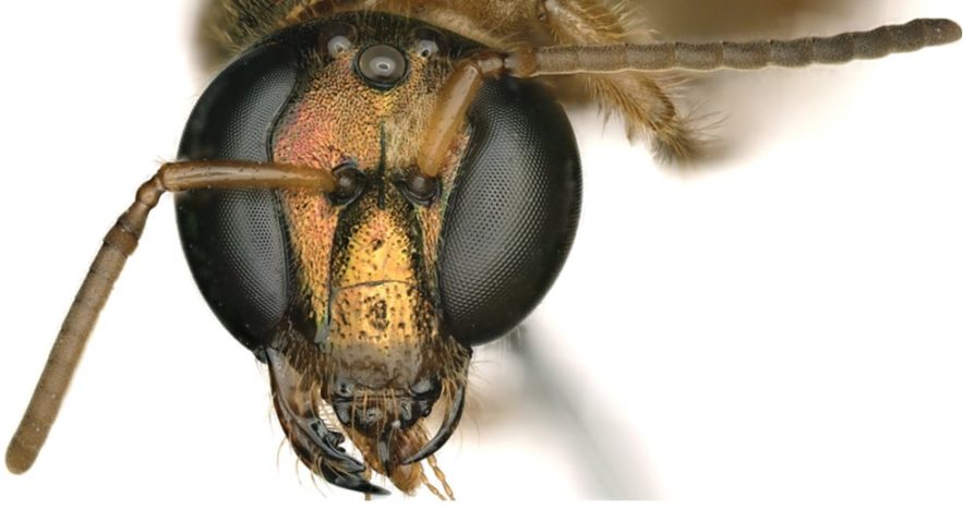 abeille gynandromorphe