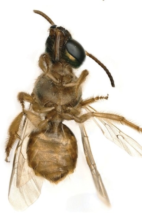 abeille male femelle
