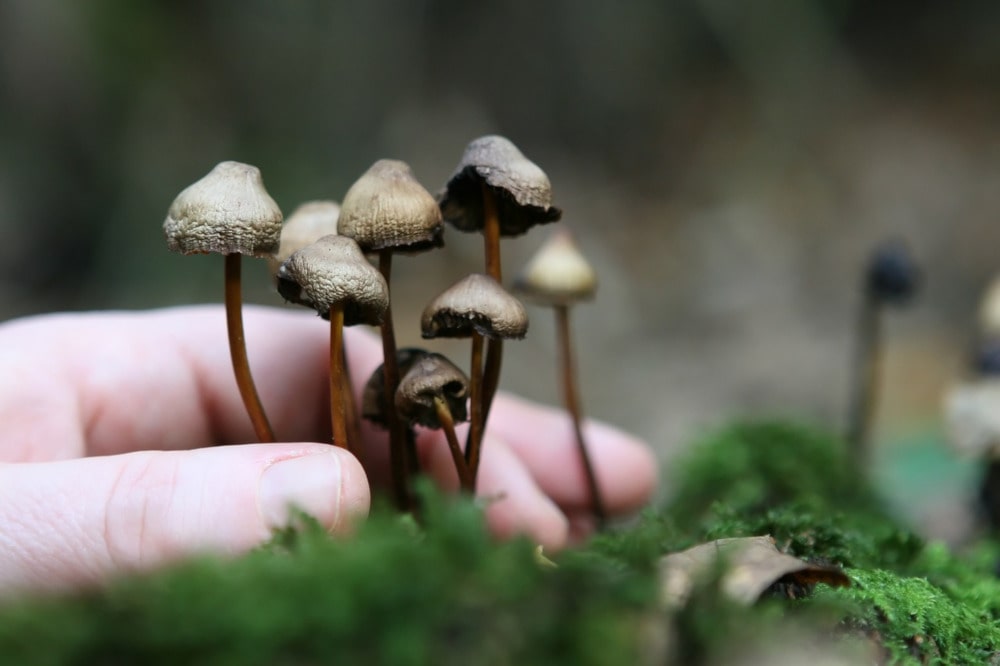 Une substance psychotrope des champignons hallucinogènes reproduite dans une levure