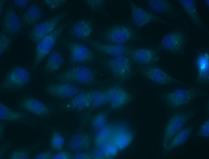 cellule cbd mitochondries
