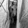 cheval peste equine