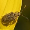 coleoptère