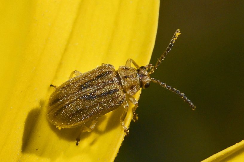 coleoptère