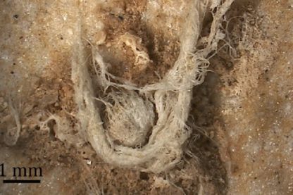 corde neandertal