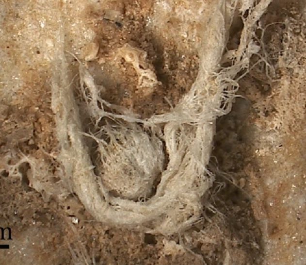 corde neandertal