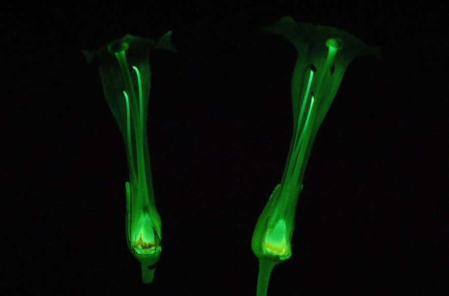 fleurs tabac bioluminescence durable