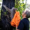 koala hospital hopital australie feu incendie destruction foret animaux marsupiaux marsupial