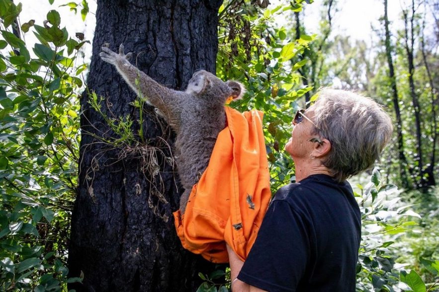 koala hospital hopital australie feu incendie destruction foret animaux marsupiaux marsupial