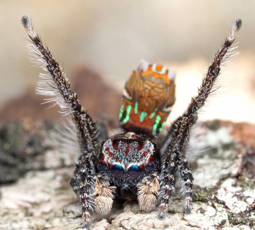 nouvelles espèces araignées-paons australie