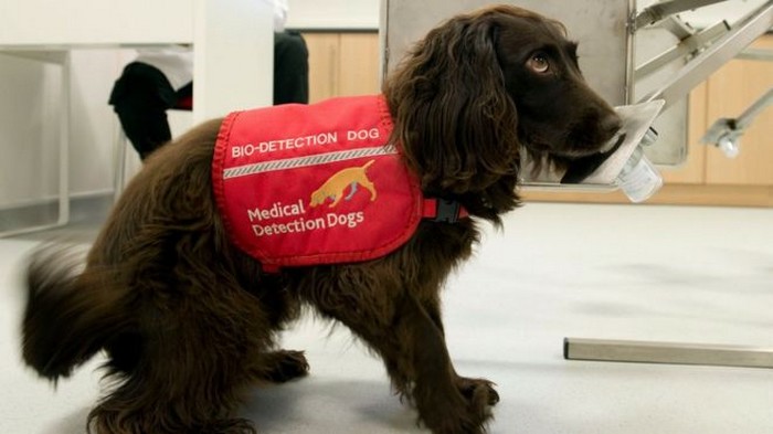 chien detection maladie coronavirus