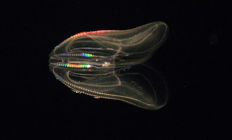 méduse bioluminescence
