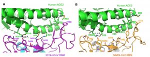 modèle 3D liaisons virus récepteur humaine